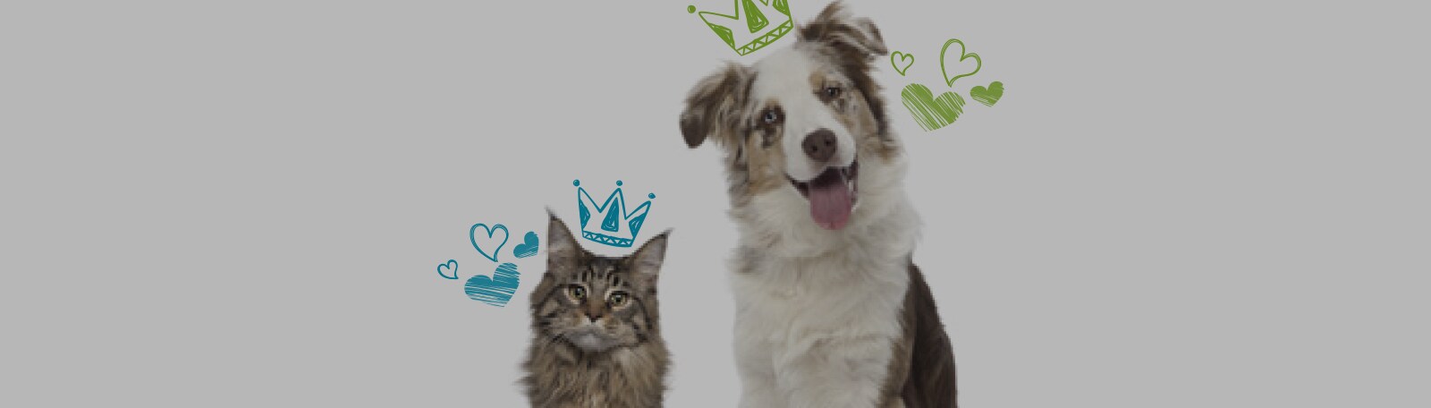 Animals