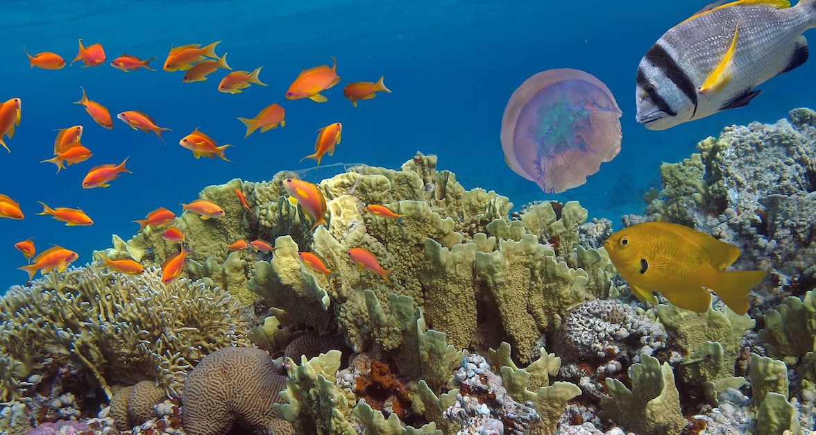ecosistema marino