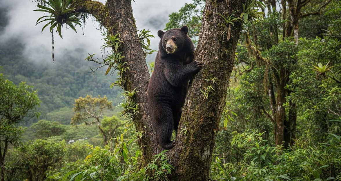Oso andino colombia