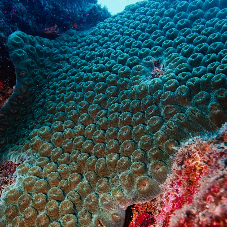 coral