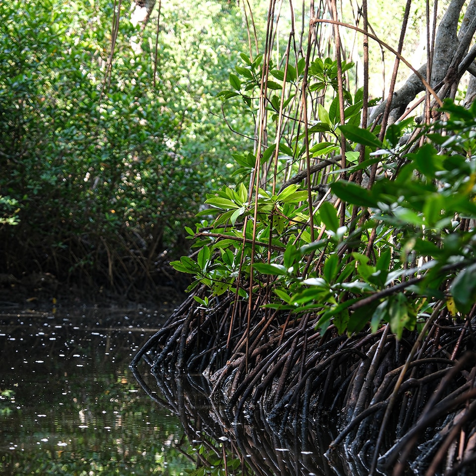Manglar reforestado
