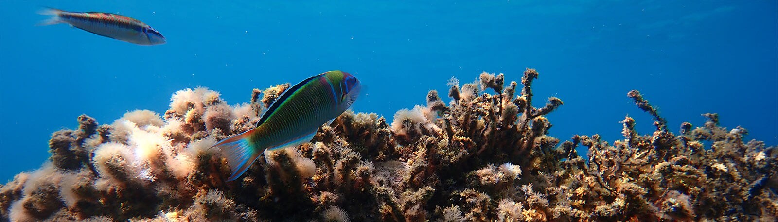 corales