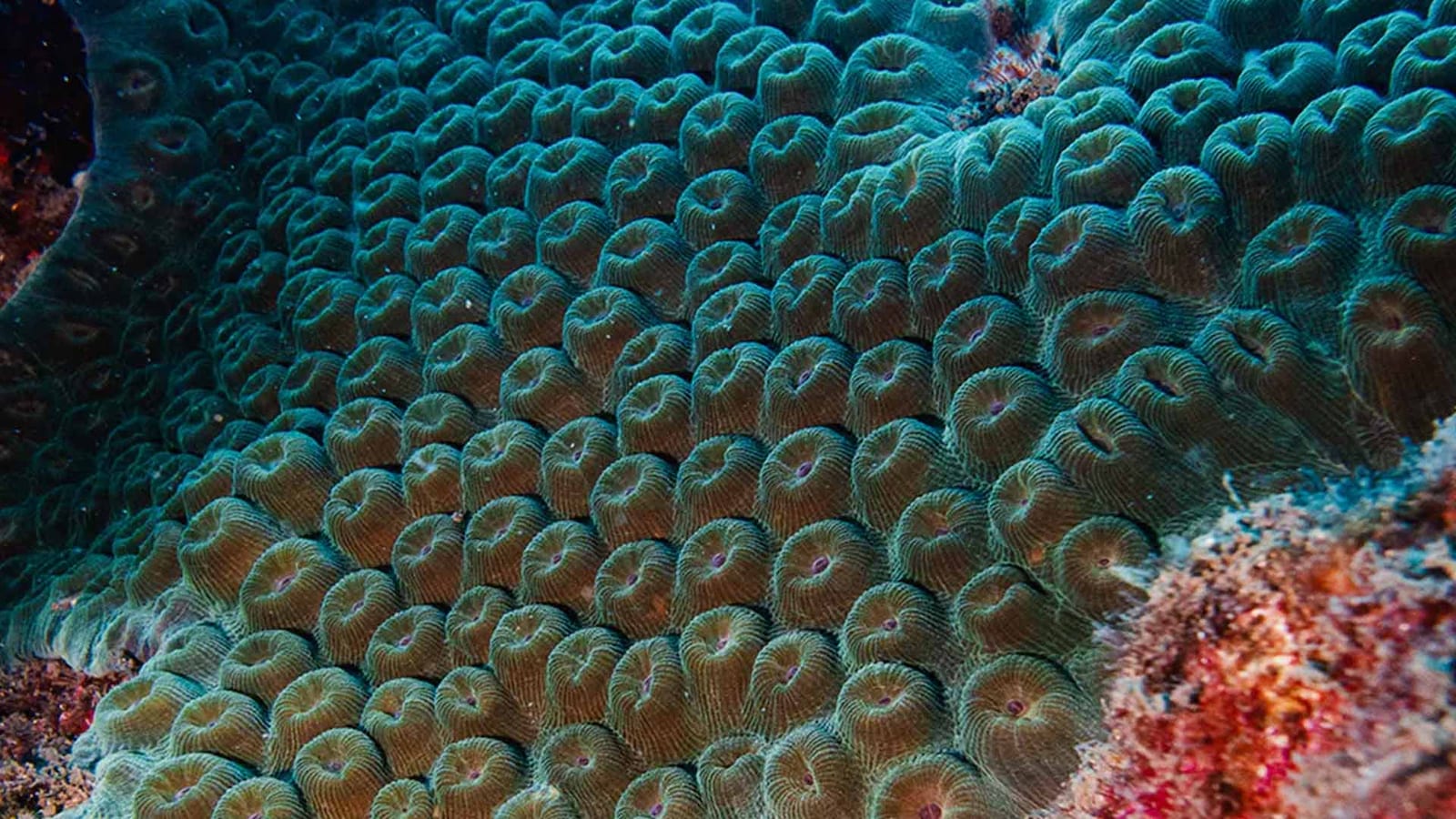 coral