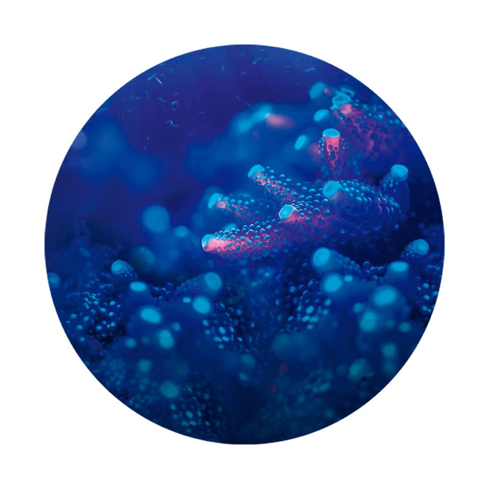 Coral