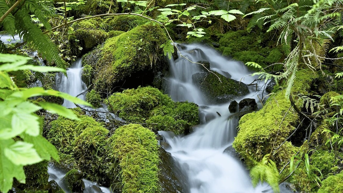 BBVA aporta 5.000 árboles a la reforestación del bosque colombiano