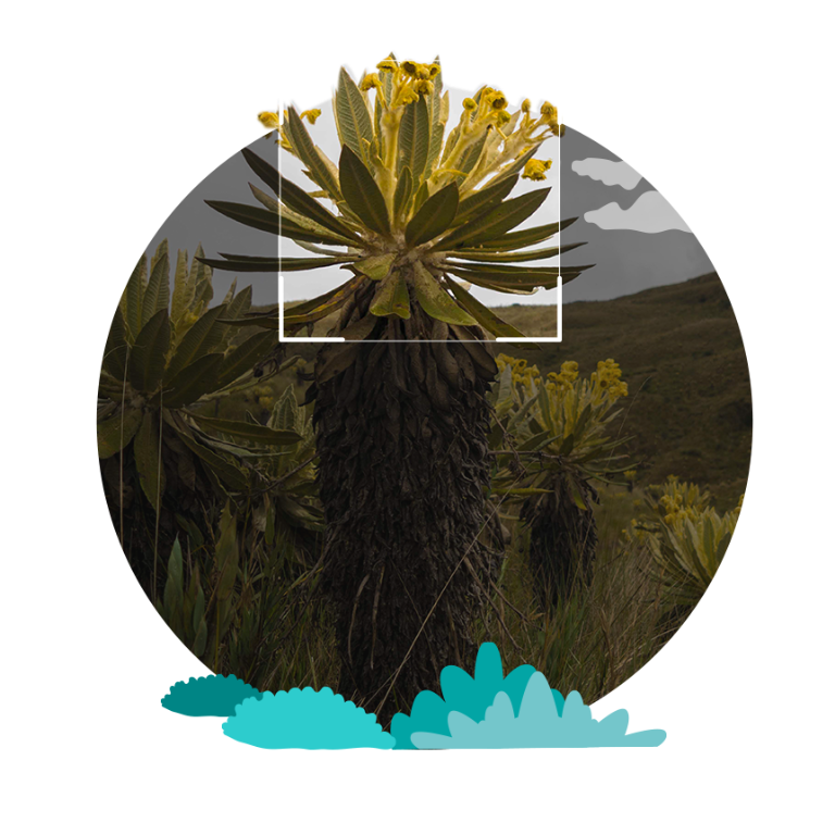 fondo paramo